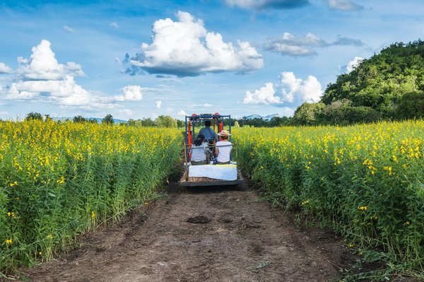Trouvez votre boutique de chanvre idéale en france avec mybud shop
